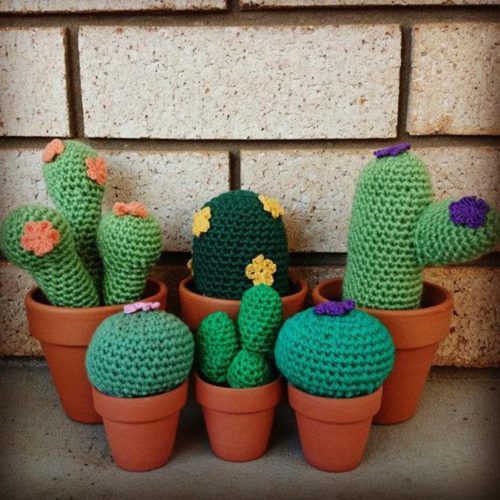 small and large cacti flower